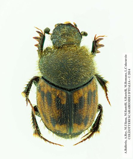 Onthophagus maki